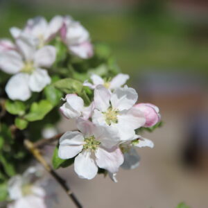 Heipparallaati (Copy)